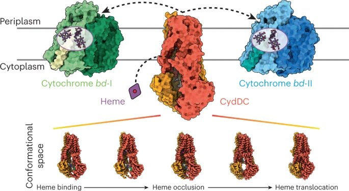 Insight into structure and function of a membrane protein assembly factor